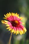 <img100*0:stuff/z/73640/Summer%2520Plants/i1278830598_6.jpg>
