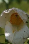 <img100*0:stuff/z/73640/Summer%2520Plants/i1278831576_2.jpg>