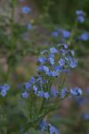 <img100*0:stuff/z/73640/Summer%2520Plants/i1278831577_3.jpg>
