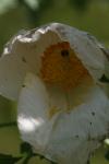 <img100*0:stuff/z/73640/Summer%2520Plants/i1278831577_4.jpg>
