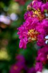 <img100*0:stuff/z/73640/Summer%2520Plants/i1278831577_5.jpg>