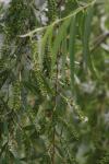 <img100*0:stuff/z/73640/Summer%2520Plants/i1278831578_7.jpg>