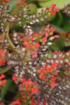 <img100*0:stuff/z/73640/Summer%2520Plants/i1278831581_10.jpg>