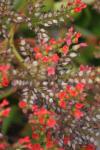 <img100*0:stuff/z/73640/Summer%2520Plants/i1278831582_11.jpg>