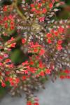 <img100*0:stuff/z/73640/Summer%2520Plants/i1278831583_12.jpg>