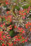 <img100*0:stuff/z/73640/Summer%2520Plants/i1278831584_13.jpg>