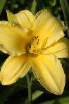 <img100*0:stuff/z/73640/Summer%2520Plants/i1278831586_16.jpg>