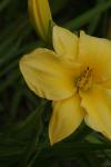 <img100*0:stuff/z/73640/Summer%2520Plants/i1278831589_20.jpg>