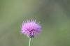 <img100*0:stuff/z/73640/Texas%2520Thistle/i1264982286_10.jpg>