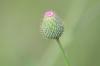 <img100*0:stuff/z/73640/Texas%2520Thistle/i1264982286_2.jpg>