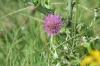 <img100*0:stuff/z/73640/Texas%2520Thistle/i1264982286_3.jpg>