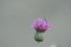 <img100*0:stuff/z/73640/Texas%2520Thistle/i1264982286_6.jpg>