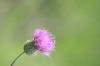 <img100*0:stuff/z/73640/Texas%2520Thistle/i1264982286_7.jpg>
