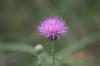 <img100*0:stuff/z/73640/Texas%2520Thistle/i1264982772_2.jpg>