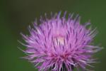 texas thistle