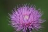 <img100*0:stuff/z/73640/Texas%2520Thistle/i1264982773_5.jpg>