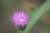 <img100*0:stuff/z/73640/Texas%2520Thistle/i1264982773_9.jpg>