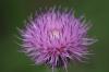 <img100*0:stuff/z/73640/Texas%2520Thistle/i1264982774_17.jpg>