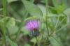 <img100*0:stuff/z/73640/Texas%2520Thistle/i1264983274_4.jpg>