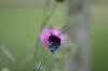 <img100*0:stuff/z/73640/Texas%2520Thistle/i1264983275_10.jpg>