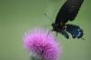 <img100*0:stuff/z/73640/Texas%2520Thistle/i1264983275_13.jpg>