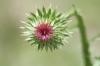<img100*0:stuff/z/73640/Texas%2520Thistle/i1264983275_14.jpg>