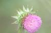 <img100*0:stuff/z/73640/Texas%2520Thistle/i1264983275_15.jpg>