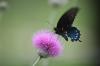 <img100*0:stuff/z/73640/Texas%2520Thistle/i1264983275_16.jpg>