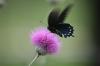 <img100*0:stuff/z/73640/Texas%2520Thistle/i1264983275_19.jpg>
