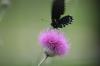 <img100*0:stuff/z/73640/Texas%2520Thistle/i1264983275_22.jpg>