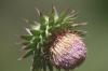 <img100*0:stuff/z/73640/Texas%2520Thistle/i1264983275_6.jpg>