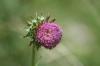<img100*0:stuff/z/73640/Texas%2520Thistle/i1264983275_8.jpg>