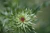 <img100*0:stuff/z/73640/Texas%2520Thistle/i1264983275_9.jpg>