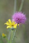 <img100*0:stuff/z/73640/Texas%2520Thistle/i1264983921_1.jpg>