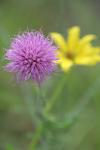 <img100*0:stuff/z/73640/Texas%2520Thistle/i1264983924_2.jpg>