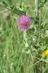 <img100*0:stuff/z/73640/Texas%2520Thistle/i1264983924_3.jpg>