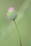 <img100*0:stuff/z/73640/Texas%2520Thistle/i1264983925_8.jpg>