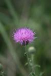 <img100*0:stuff/z/73640/Texas%2520Thistle/i1264983927_10.jpg>