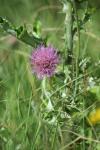 <img100*0:stuff/z/73640/Texas%2520Thistle/i1264983927_9.jpg>