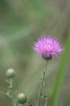 <img100*0:stuff/z/73640/Texas%2520Thistle/i1264983928_17.jpg>