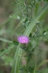 <img100*0:stuff/z/73640/Texas%2520Thistle/i1264983928_19.jpg>