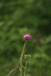 <img100*0:stuff/z/73640/Texas%2520Thistle/i1264984369_16.jpg>
