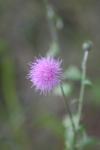 <img100*0:stuff/z/73640/Texas%2520Thistle/i1264984369_18.jpg>