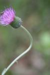 <img100*0:stuff/z/73640/Texas%2520Thistle/i1264984370_30.jpg>