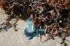 <img100*0:stuff/z/73640/Texas%2520coastline/i1262479194_13.jpg>
