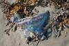 <img100*0:stuff/z/73640/Texas%2520coastline/i1262479194_3.jpg>