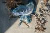 <img100*0:stuff/z/73640/Texas%2520coastline/i1262479194_5.jpg>