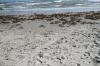 <img100*0:stuff/z/73640/Texas%2520coastline/i1262479194_7.jpg>