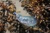 <img100*0:stuff/z/73640/Texas%2520coastline/i1262479194_8.jpg>