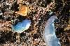 <img100*0:stuff/z/73640/Texas%2520coastline/i1262479194_9.jpg>
